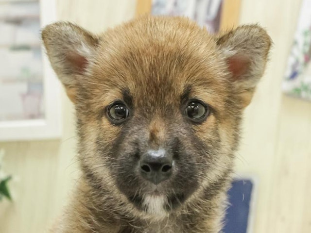 2024年4月27日生まれの柴犬(標準サイズ)の1枚目の写真
